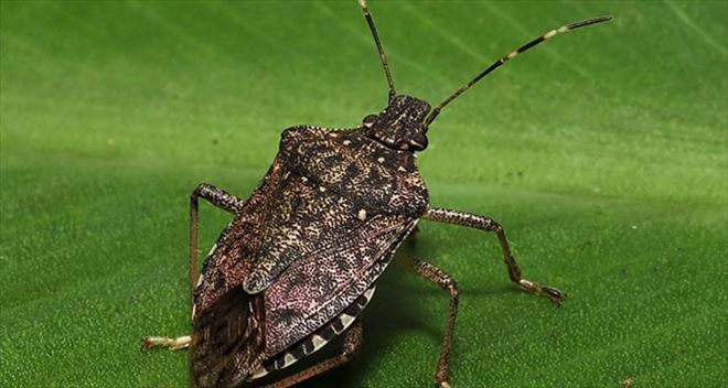 /resimler/2020-6/4/1107450098735.jpg /resimler/2020-6/4/1107450098735.jpg