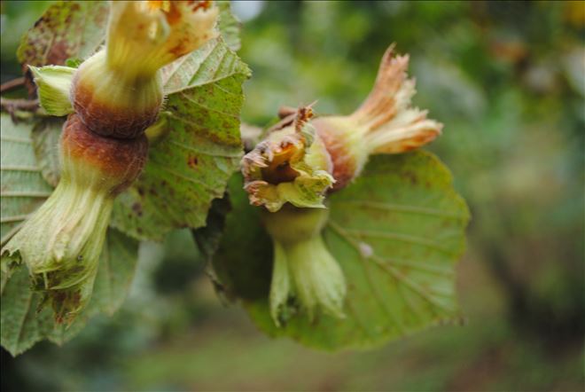 /resimler/2020-6/4/1109119944214.jpg /resimler/2020-6/4/1109119944214.jpg