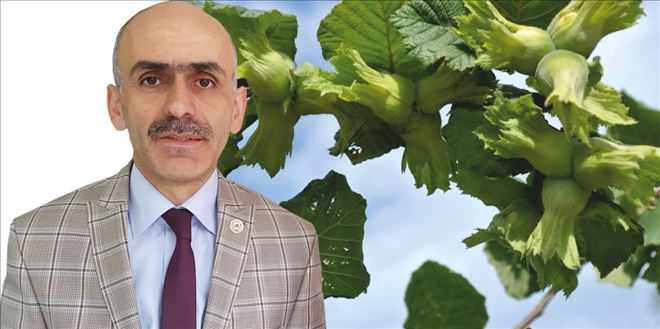 ?Daldaki fındıktan eser yok´
