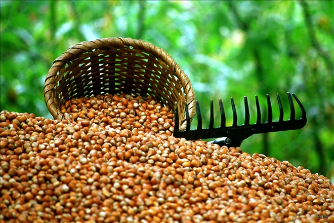 ?Üreticinin yüzü güldü´